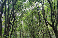 Horoeka Scenic Reserve