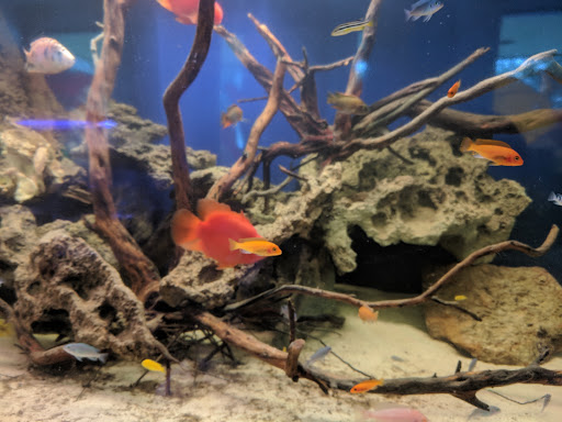 Pet Supply Store «Seascape Aquarium & Pet Center», reviews and photos, 2162 Gulf Gate Dr, Sarasota, FL 34231, USA