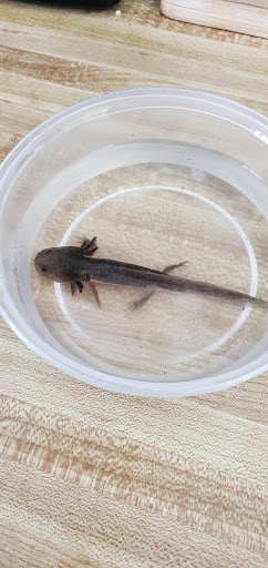 Pet Store «Petfection Exotic Pet Specialist», reviews and photos, 2989 PA-611 Suite 102, Tannersville, PA 18372, USA