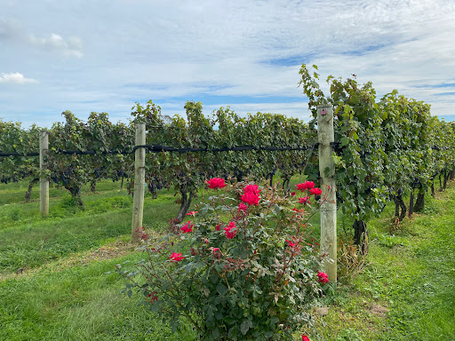 Winery «Jonathan Edwards Winery», reviews and photos, 74 Chester Main Rd, North Stonington, CT 06359, USA