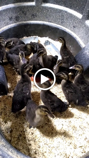 Garden Center «Agriventures Agway», reviews and photos, 92 Mill Plain Rd, Danbury, CT 06811, USA