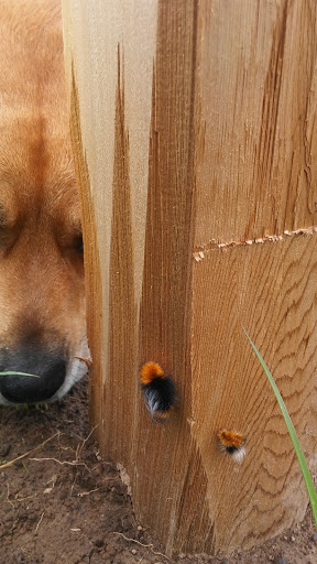 Park «Powell Butte Nature Park», reviews and photos, 16160 SE Powell Blvd, Portland, OR 97236, USA