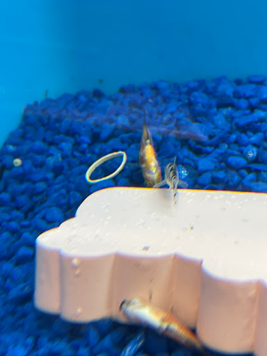 Pet Supply Store «PetSmart», reviews and photos, 1417 W Interstate 240 Service Rd, Oklahoma City, OK 73159, USA