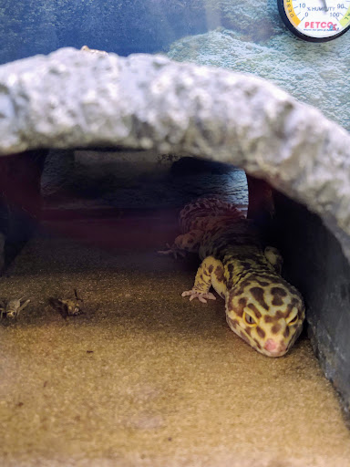 Pet Supply Store «Petco Animal Supplies», reviews and photos, 6720 Fox Centre Pkwy, Gloucester Courthouse, VA 23061, USA