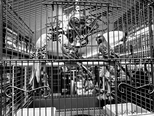 Pet Store «Forest Lake Pets», reviews and photos, 120 Lake St N, Forest Lake, MN 55025, USA