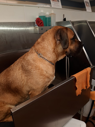 Pet Groomer «U Dirty Dog», reviews and photos, 232 Stevens Entry, Peachtree City, GA 30269, USA