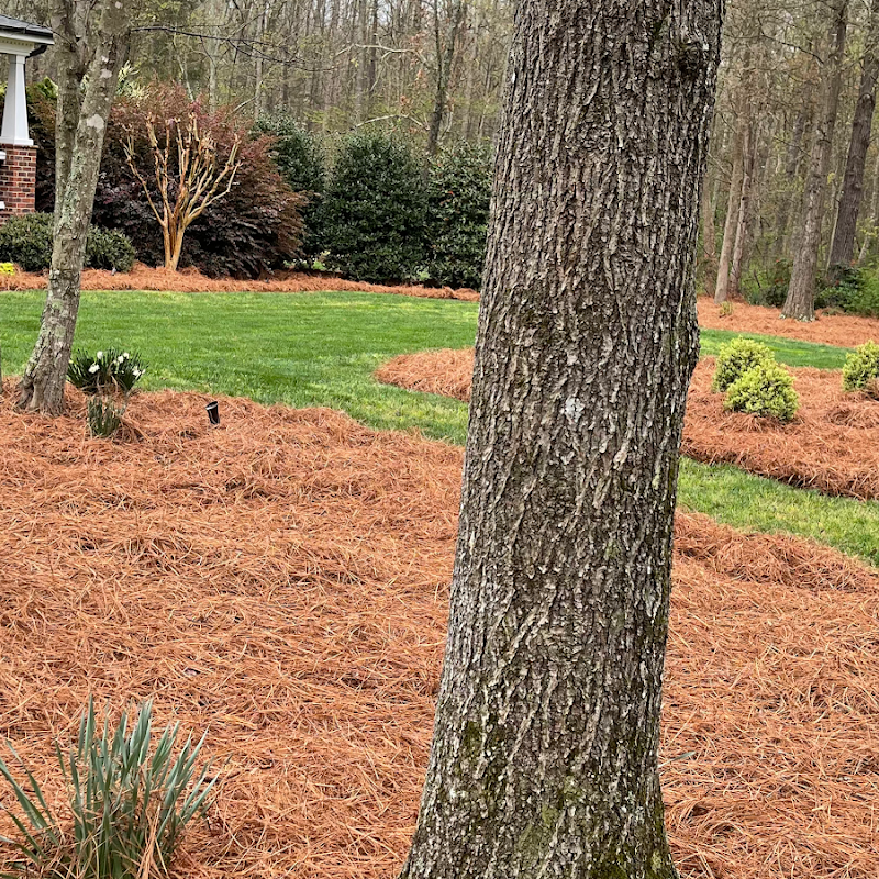 Carolina Pine Needles