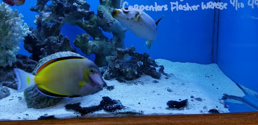 Tropical Fish Store «Ocean Design Aquarium», reviews and photos, 7542 W Addison St, Chicago, IL 60634, USA