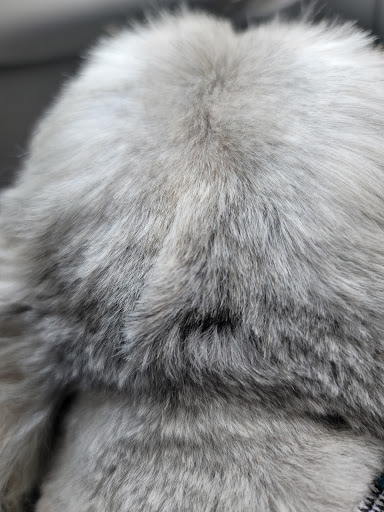 Pet Store «Oak Clips Pet Boutique & Grooming», reviews and photos, 502 N Edgefield Ave, Dallas, TX 75208, USA