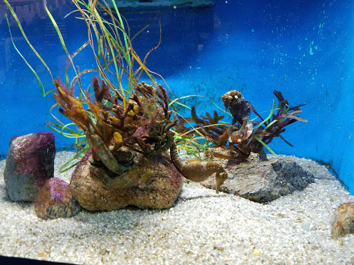 Aquarium «Woods Hole Science Aquarium», reviews and photos, 166 Water St, Woods Hole, MA 02543, USA