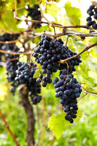 Winery «Hermann J. Wiemer Vineyard», reviews and photos, 3962 NY-14, Dundee, NY 14837, USA