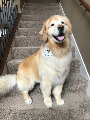 Vanity Fur Mobile Pet Spa and Grooming