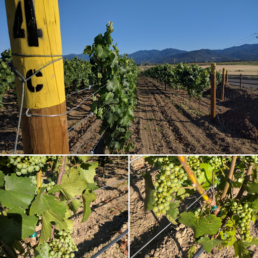 Winery «2 Hawk Vineyard & Winery», reviews and photos, 2335 N Phoenix Rd, Medford, OR 97504, USA