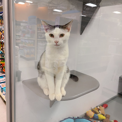 Pet Supply Store «PetSmart», reviews and photos, 3780 Riverchase Village #300, Hoover, AL 35244, USA