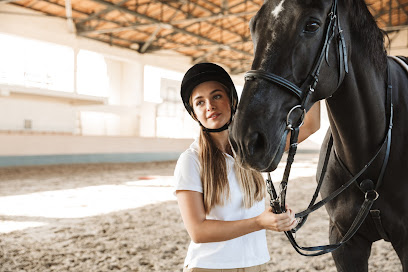 HorseDeal24 - Reitbeteiligungen im Kanton Basel