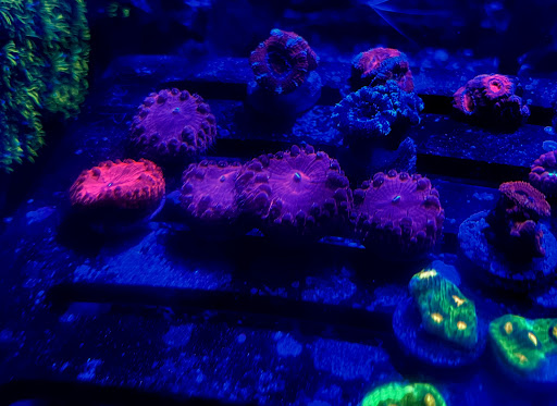 Aquarium «Neptunes Aquariums», reviews and photos, 5329 W 20th Ave, Hialeah, FL 33012, USA