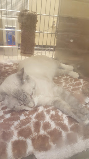 Pet Supply Store «PetSmart», reviews and photos, 1559 Merritt Blvd, Dundalk, MD 21222, USA