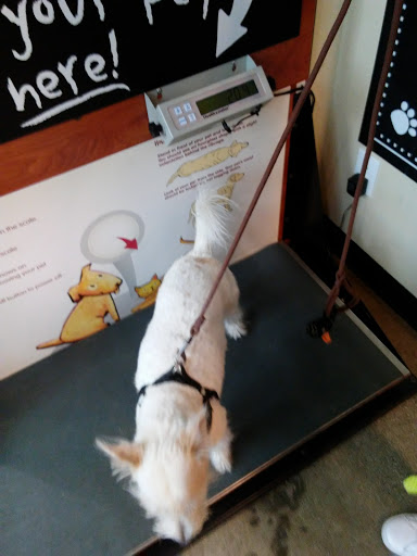 Pet Supply Store «Pet Food Express», reviews and photos, 320 S Lake Ave, Pasadena, CA 91101, USA