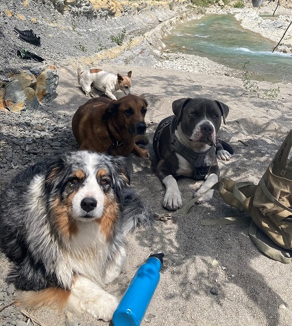 Dog Sitting pension pour chiens à Nice et Villefranche sur mer