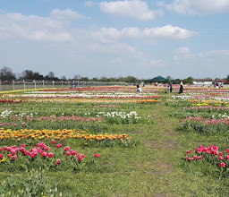 Tulpengarten München photo