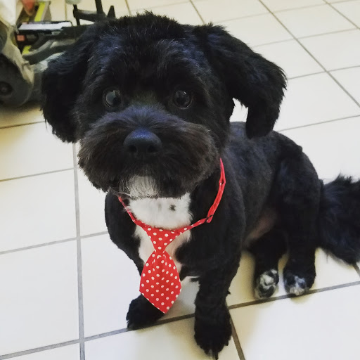 Pet Groomer «Soggy Dog Grooming And Pet Supplies», reviews and photos, 344 E 4th St, Long Beach, CA 90802, USA