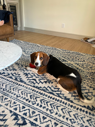 Pet Supply Store «The Dog Store», reviews and photos, 2301 Mt Vernon Ave, Alexandria, VA 22301, USA