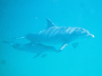 Panama City Beach Dolphin Tours & More