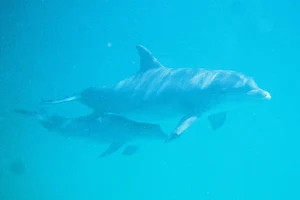 Panama City Beach Dolphin Tours & More image