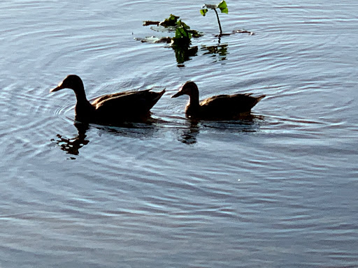 Park «Cliff Stephens Park», reviews and photos, 600 Fairwood Ave, Clearwater, FL 33759, USA