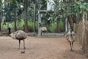 Emu Birds Zoo image