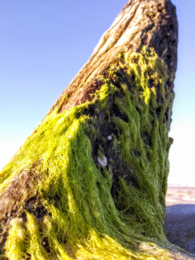 Nature Preserve «San Carlos Bay - Bunche Beach Preserve», reviews and photos, 18201 John Morris Rd, Fort Myers, FL 33908, USA