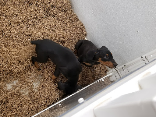 Pet Store «Puppy City», reviews and photos, 3343 Valley Pike, Winchester, VA 22602, USA