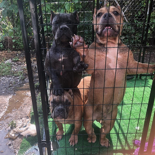 Pet Supply Store «Bully Zone Pet Supplies & Pet Grooming», reviews and photos, 1409 McCarter Hwy, Newark, NJ 07104, USA