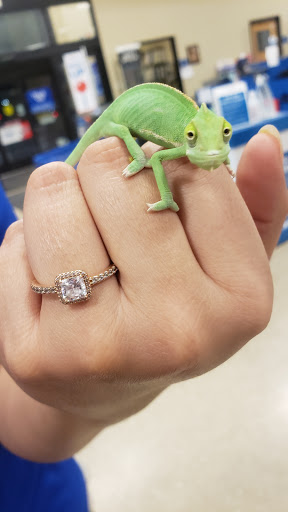 Pet Supply Store «PetSmart», reviews and photos, 16086 Jackson Creek Pkwy, Monument, CO 80132, USA