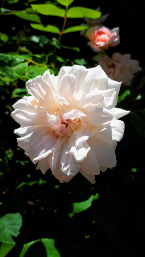 American Restaurant «Rancho Nicasio Bar and Restaurant», reviews and photos, 1 Old Rancheria Rd, Nicasio, CA 94946, USA