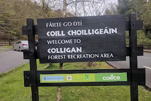 Colligan Wood Walks image