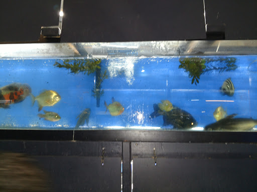 Tropical Fish Store «Blakes Aqua Den LLC», reviews and photos, 1263 E Main St, Meriden, CT 06450, USA
