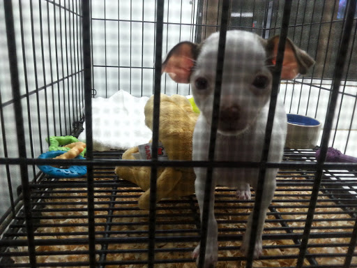 Pet Supply Store «Pet Station Jackson», reviews and photos, 1617 E Michigan Ave, Jackson, MI 49202, USA