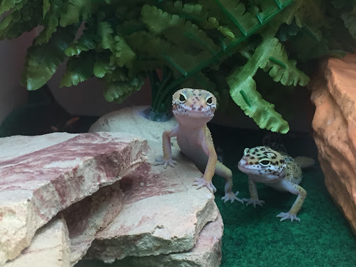 Pet Supply Store «Pet Supplies Plus», reviews and photos, 1137 Annapolis Rd, Odenton, MD 21113, USA