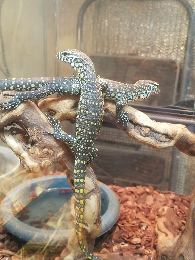 Pet Store «A to Z Pets», reviews and photos, 16010 SE Division St, Portland, OR 97236, USA