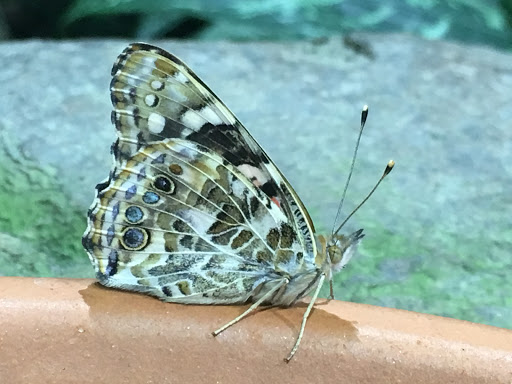 Aquarium «Loveland Living Planet Aquarium», reviews and photos, 12033 Lone Peak Pkwy, Draper, UT 84020, USA