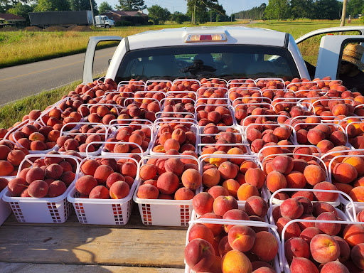 Tourist Attraction «Sugar Hill U-pick Farms», reviews and photos, 3595 Co Rd 59, Verbena, AL 36091, USA