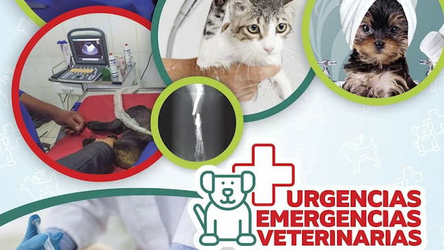 Vet & Pets Clínica Veterinaria - Huancayo