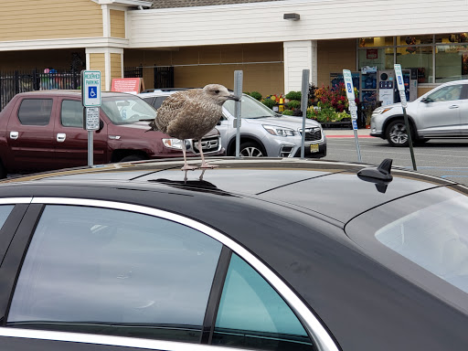 Grocery Store «ACME Markets», reviews and photos, 9600 S Long Beach Boulevard, Beach Haven, NJ 08008, USA