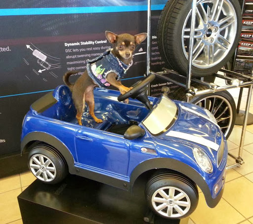 Car Dealer «Ferman MINI of Tampa Bay», reviews and photos, 31320 US-19, Palm Harbor, FL 34684, USA