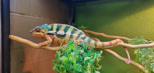 Corona Reptiles & Kritters