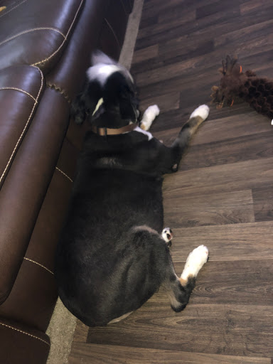 Pet Supply Store «Petsense Crossville», reviews and photos, 68 The Crossings, Crossville, TN 38555, USA