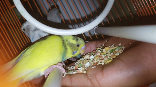 Pet Store «Petland Discounts - Jackson Heights», reviews and photos, 37-55 82nd St, Jackson Heights, NY 11372, USA