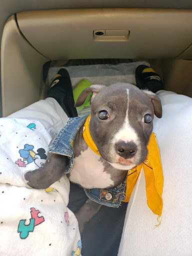 Electronics Store «Best Buy», reviews and photos, 610 Exterior Street, Bronx, NY 10451, USA