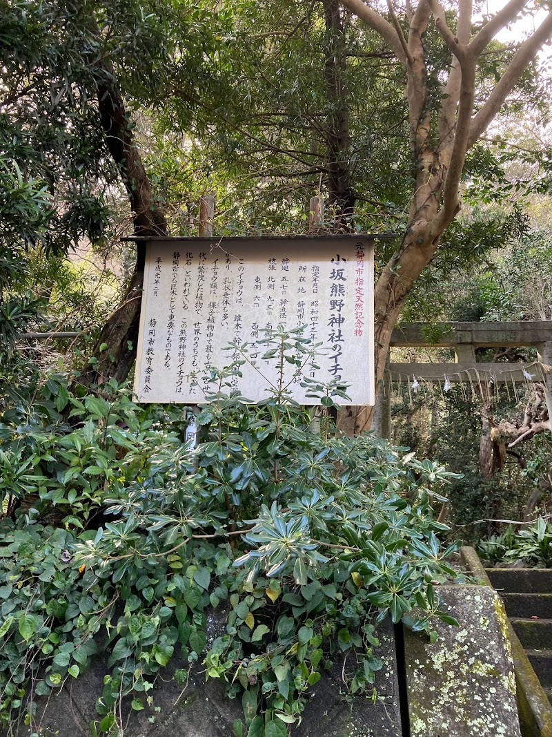 小坂熊野神社のイチョウ